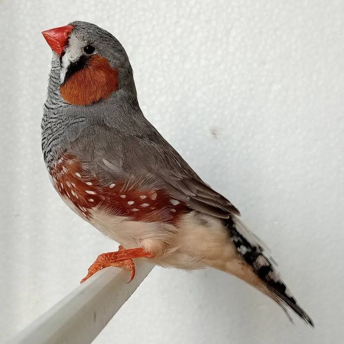 Diamantes Mandarins Exposição