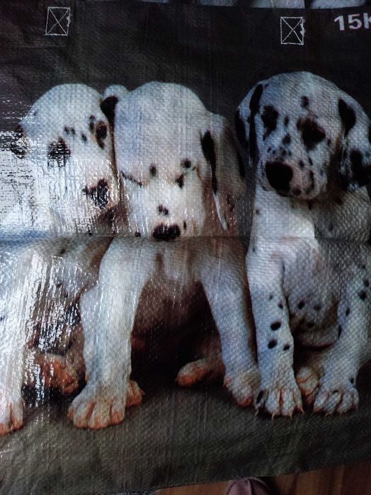 Nowa   Miska   2 szt Dalmatyńczyki Nowe + gratis torba