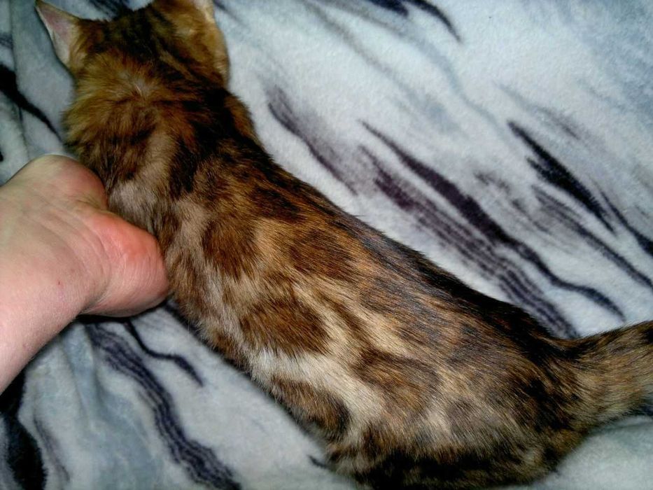 Розкішний бенгальський хлопчик BENn24 для поціновувачів породи