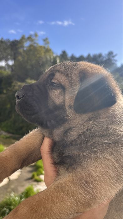 Adoçaão Dois machos Pastor alemão/Belga