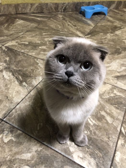 Шотландець глаткошестий вʼязка