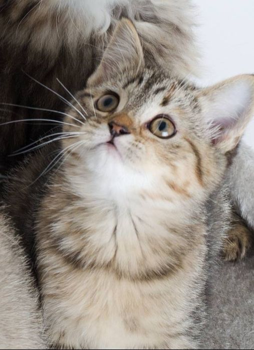 Шотландская прямоухая кошечка