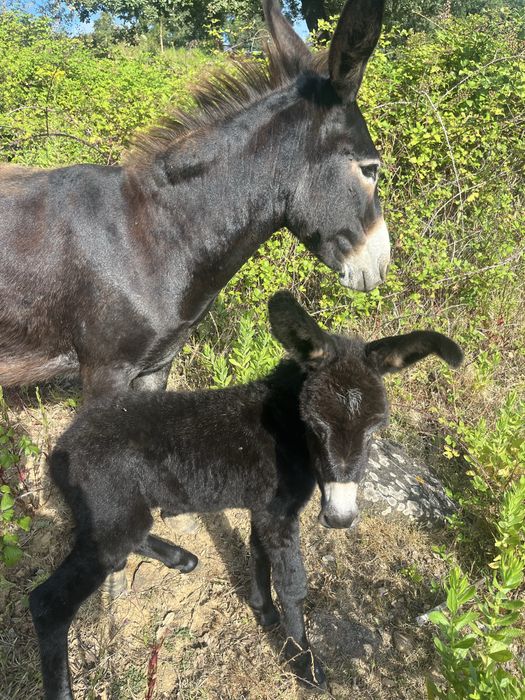 Burrinha parida pequena cerca de 1,15m
