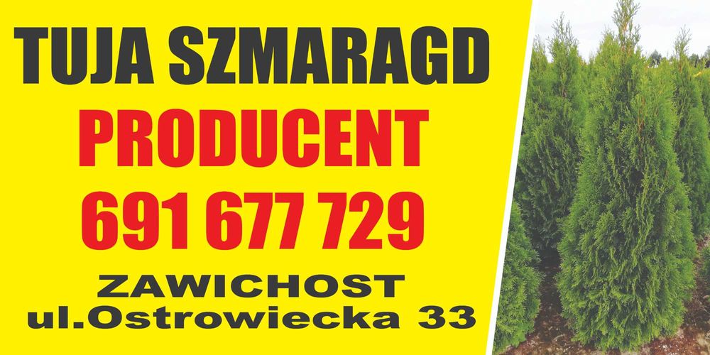 Thuja Tuja Tuje Szmaragd 150-170cm z gruntu PRODUCENT sadzimy