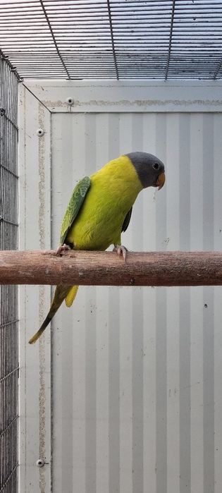 Cabeça de Ameixa Opalina/Diluido//Pastel 25