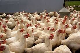 Продаю бройлер живою вагою від 3 кг.