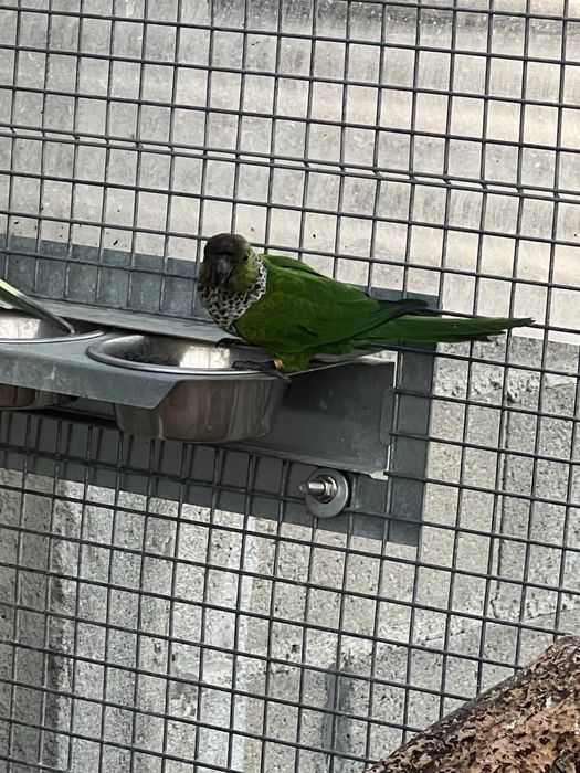 Phyrrura rupicola femea 2021