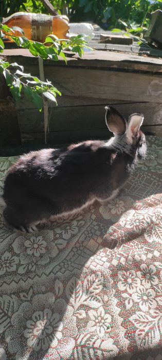 Кролики біло-остьові