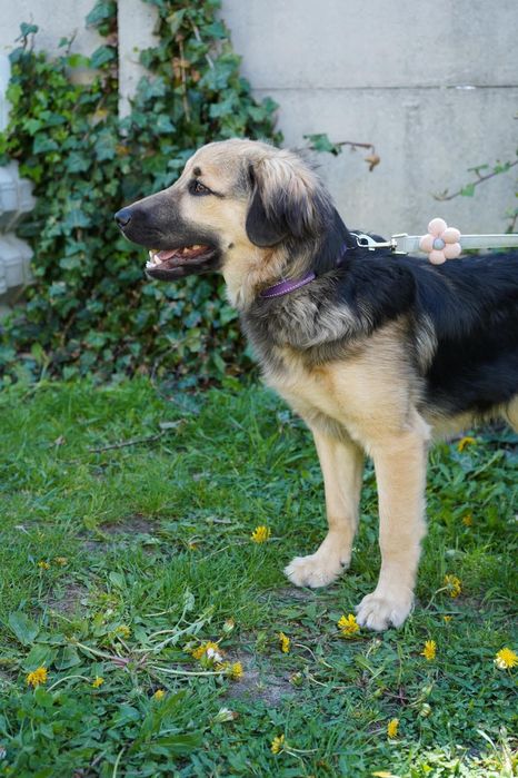 Szczenię do adopcji