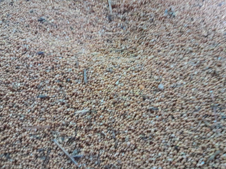 Proso żółte zbiór 2023