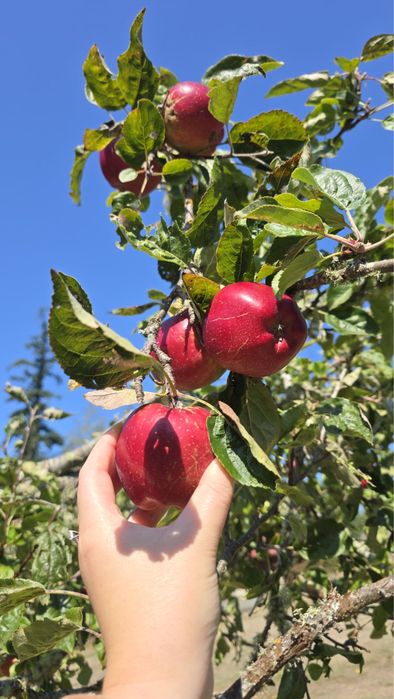 Продам Саджанці плодових
