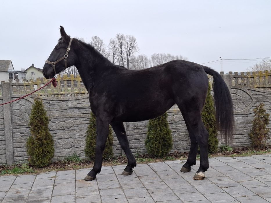 Sprzedam klacz śląska