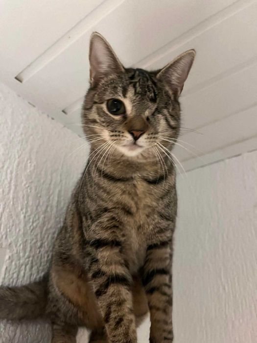 Mruczek czeka na miłość