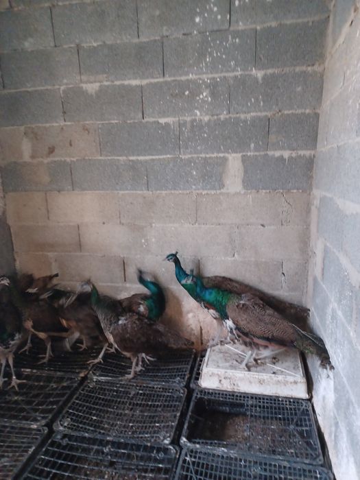 Tenho 4 casais de pavões para venda