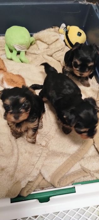 Yorkshire terrier