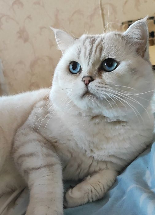 Клубный котик шиншилла поинт вязка