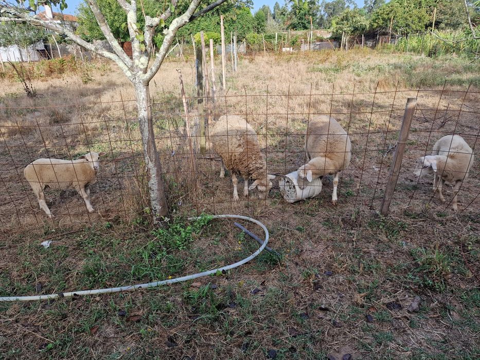 Vendo 2 ovelhas e dois burregos