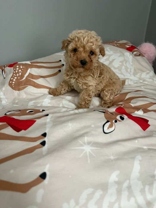 Maltipoo śliczny chłopiec mini xxs tata pudel FCI badania gen