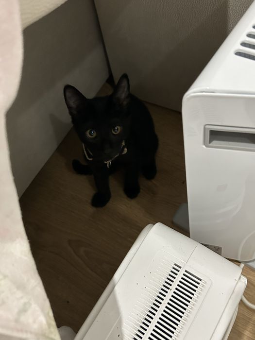 Gato preto de 3 meses