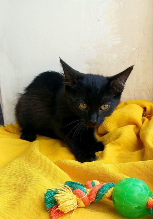 в добрые руки котенок. Котята ищут дом