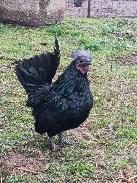 Koguty Chabo 7 miesięczne