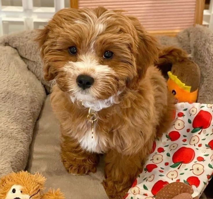 Добрий мальтипу/maltipoo F1 PREMIUM