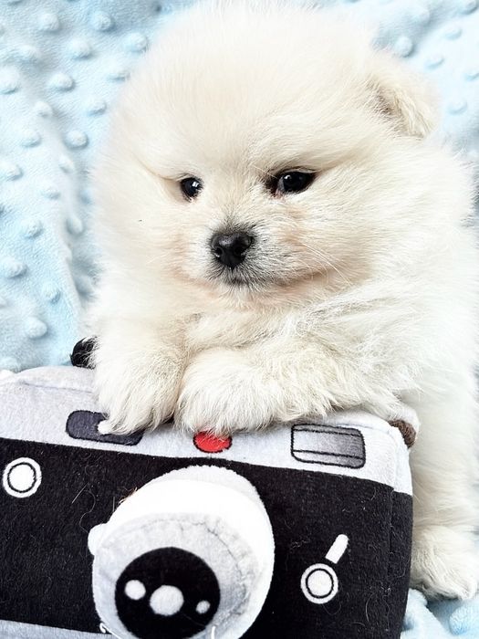 Pomeranian szpic miniaturowy zkwp FCI