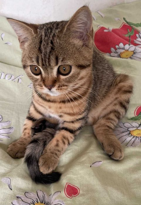 Шотландський чистокровний котик кошеня