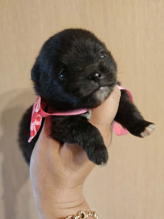 Szpic miniaturowy pomeranian suczka 1
