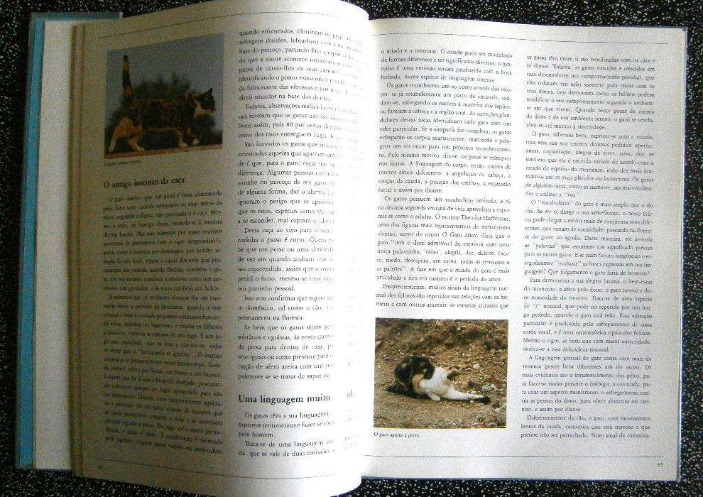 All Cat Breeds64584255092611123