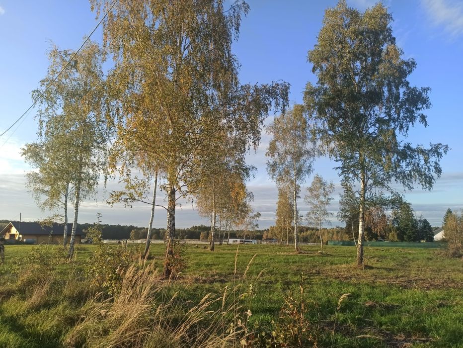 Działka  z brzozami - piękne miejsce na dom