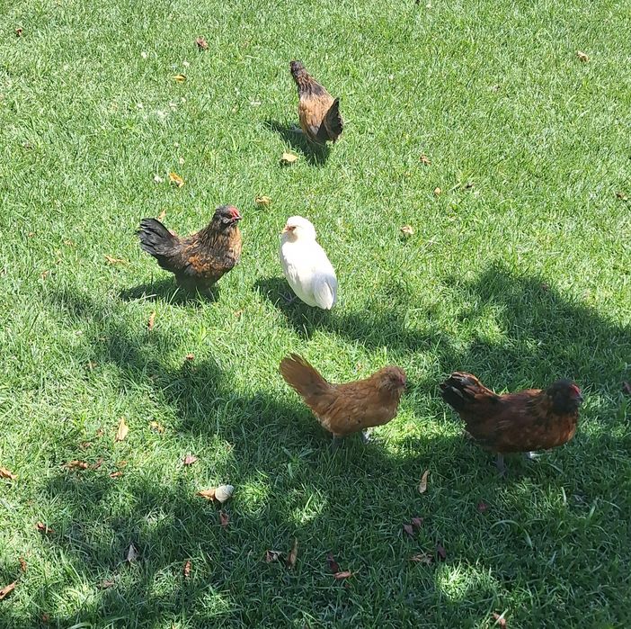 Mini galinhas  de estimação