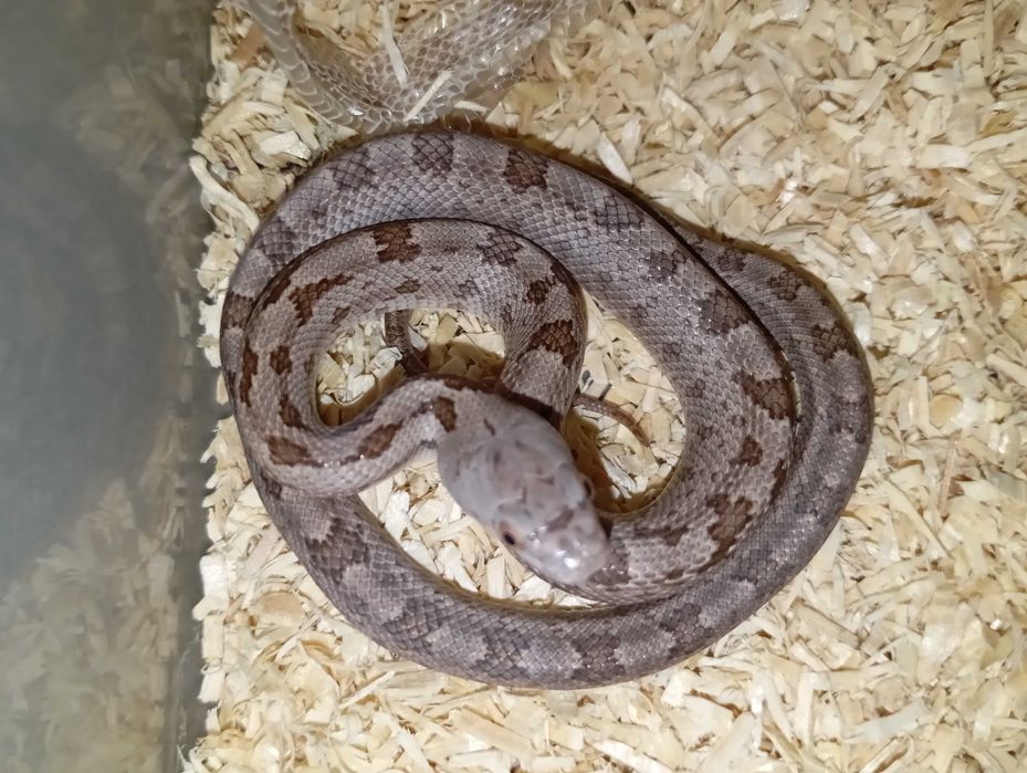 Wąż smugowy Pantherophis alleghaniensis 2025