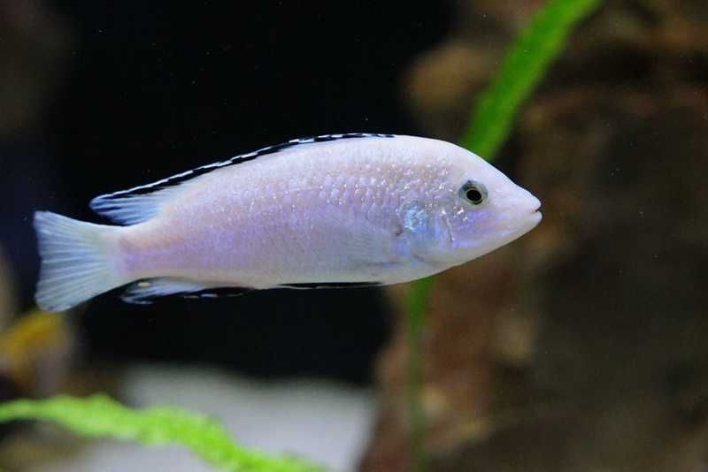 Caeruleus Nkhata Bay