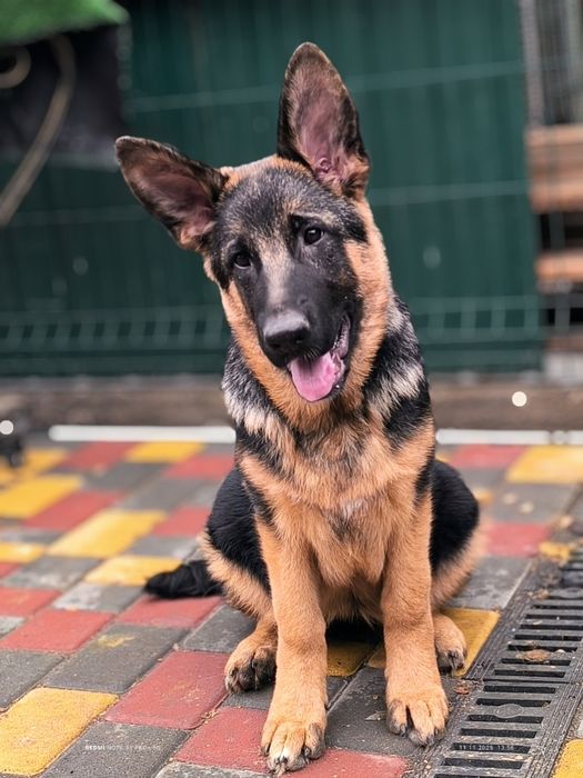 Девочка. КСУ, 4 месяца