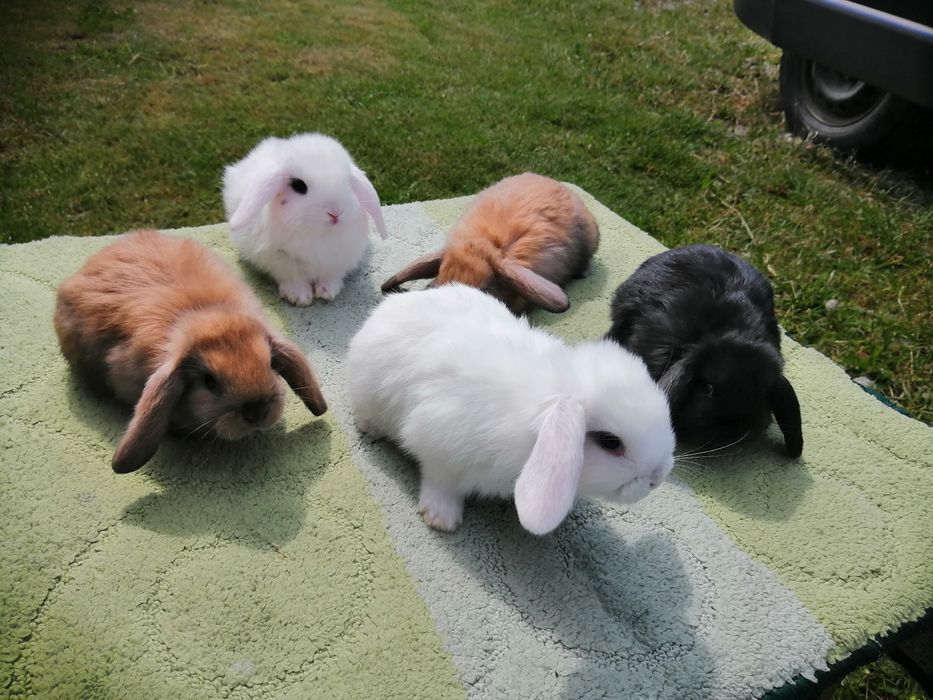 Вислоухі декоративні баранчики