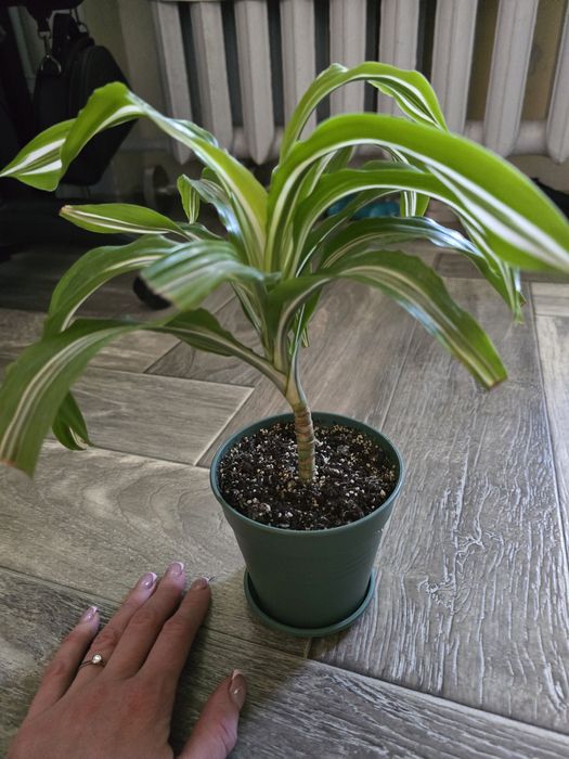 Драцена лимон лайм