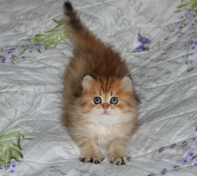 Очень красивая  и милая  девочка Золотая шиншила!