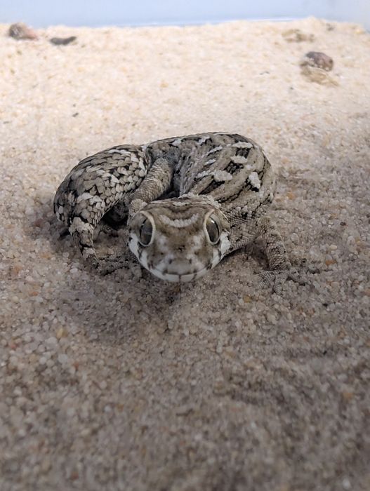 Gekon żmijowy - Hemidactylus imbricatus, młody samiec