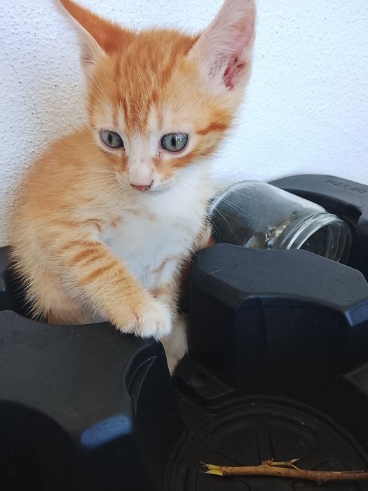 Gatinhos laranja para adoção