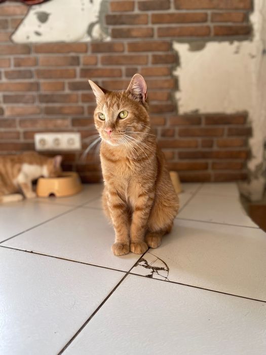 Котики отдам красивый рыжий кот