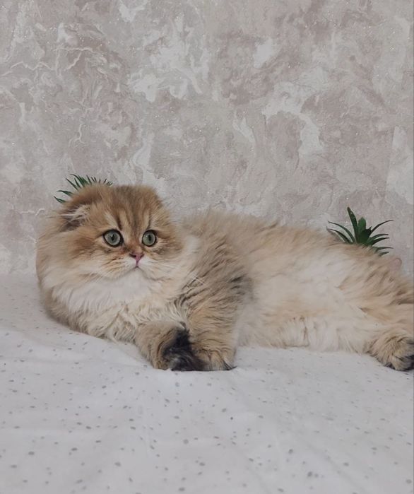 Шотландська золота шиншила