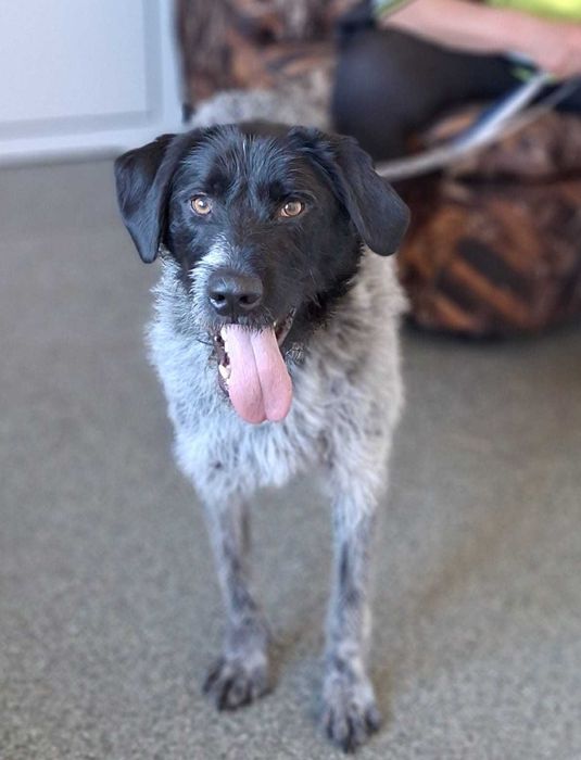 KACPER super socjalny 1,5 roczny pies znaleziony w Bułgarii