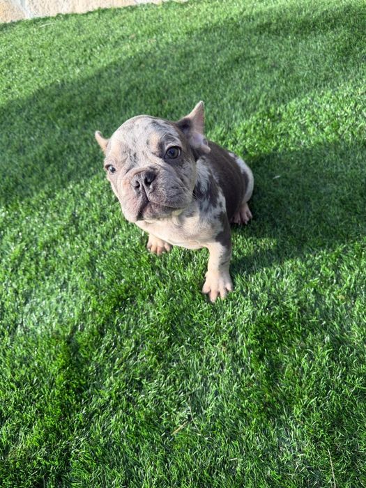Bulldog Francês Blue Merle