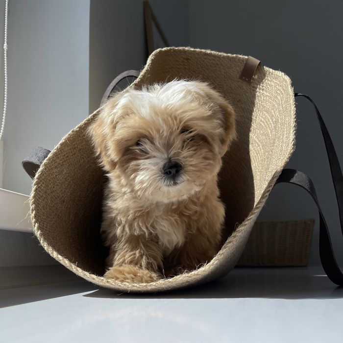 VIP Хлопчик Мальтіпу Ф1