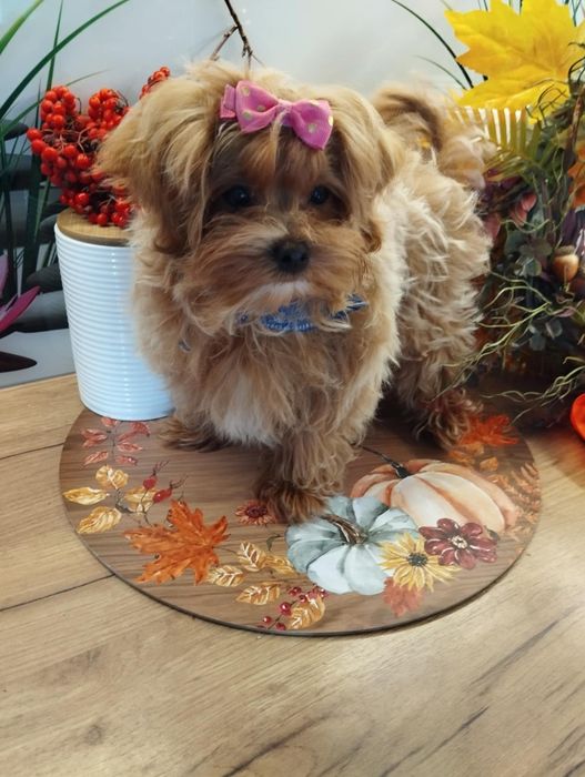 Mini samczyk Maltipoo f1 z Rodowodem