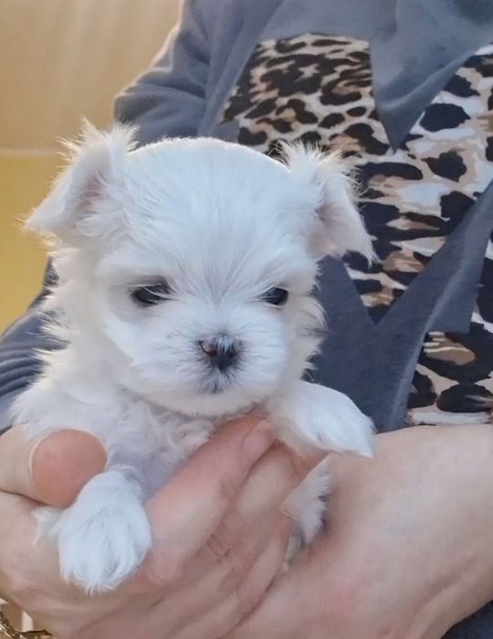 Maltańczyk przepiękne,lalkowe,urodziwe.maltanczyk czystej krwi