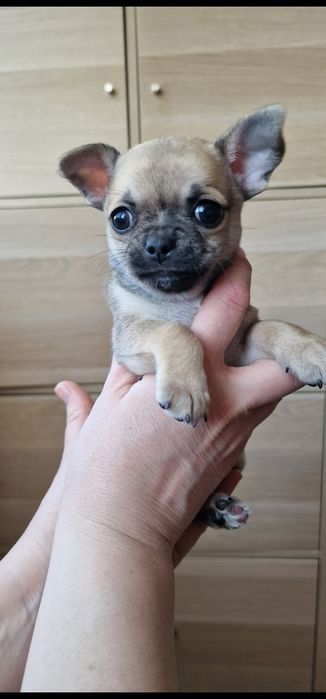 Пропоную для бронювання  дівчинку чихуахуа. Вік 1.5 місяці.