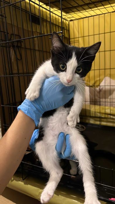 Gatinhos para adoção