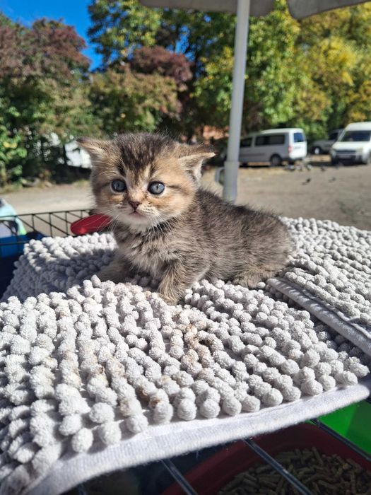 Продаж Шотландських Кошенят